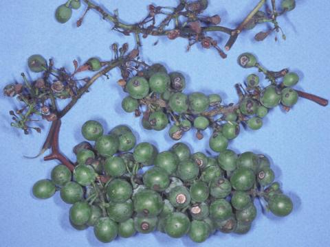 Vigne (raisin) - Anthracnose (Elsinoe ampelina)