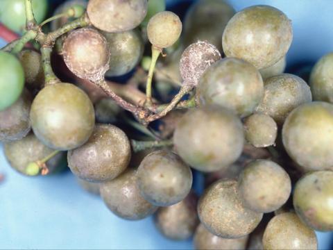 Vigne (raisin) - Mildiou (Plasmopara viticola)_3