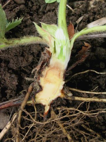 Fraise - Pourriture des racines et du collet (Phytophthora cactorum)