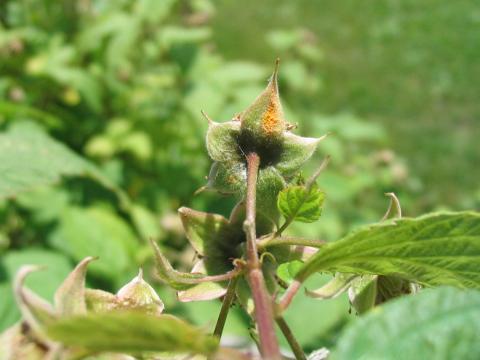 Framboise - Rouille jaune tardive (Pucciniastrum americanum)