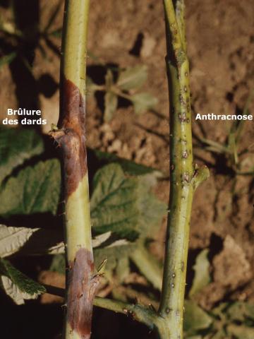 Framboise - Brûlure des dards (Xenodidymella applanata)