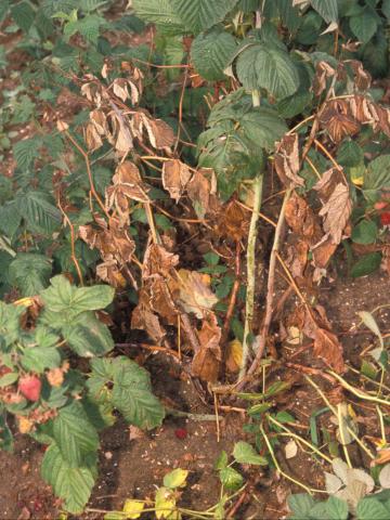 Framboise - Pourriture des racines (Phytophthora rubi)