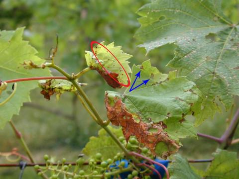 Vigne (raisin) - Anthracnose (Elsinoe ampelina)