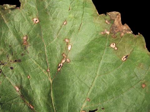 Vigne (raisin) - Anthracnose (Elsinoe ampelina)