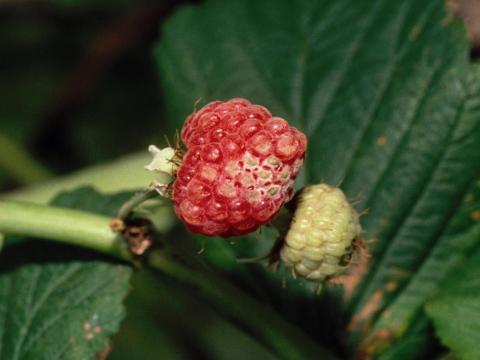 Framboise - Anthracnose (Sphaceloma necator)