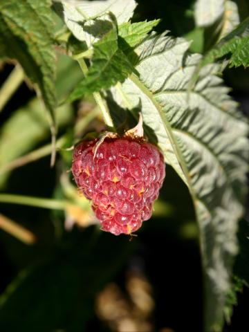 Framboise - Rouille jaune tardive (Pucciniastrum americanum)