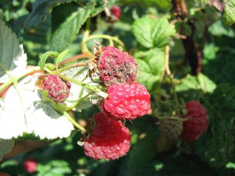 Framboise - Moisissure grise (Botrytis cinerea)