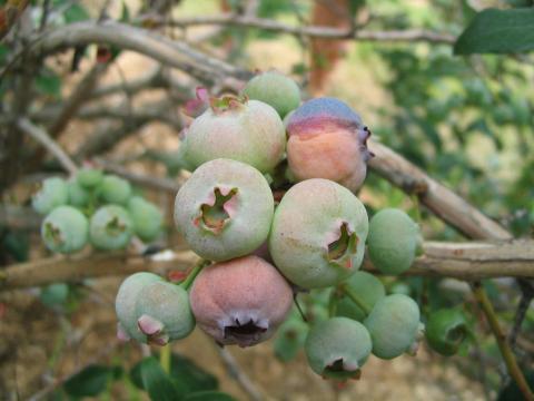 Bleuet en corymbe - Pourriture sclérotique (Monilia vaccinii-corymbosi)