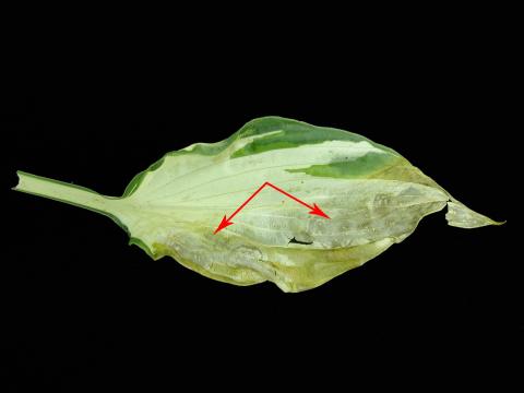 Hostas - Anthracnose (Colletotrichum sp.)