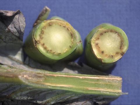 Chou pommé - Fusariose vasculaire (Fusarium oxysporum)