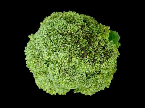 Brocoli - Tache noire alternarienne (Alternaria brassicicola)