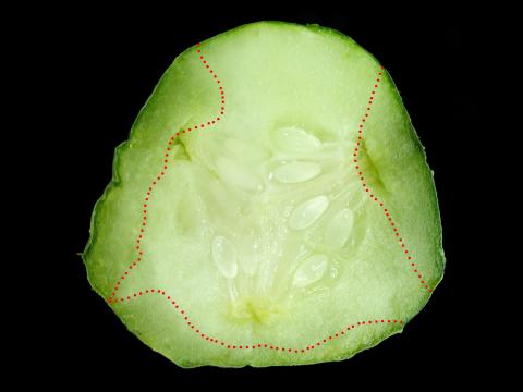 Concombre - Dépérissement phytophthoréen (Phytophthora capsici)