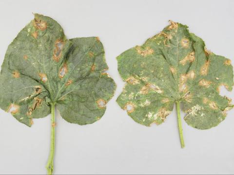 Concombre - Anthracnose (Colletotrichum orbiculare)