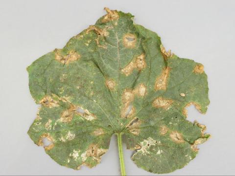 Concombre - Anthracnose (Colletotrichum orbiculare)