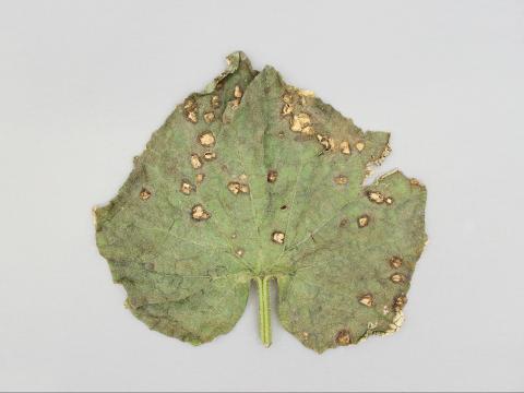 Concombre - Alternariose (Alternaria alternata)