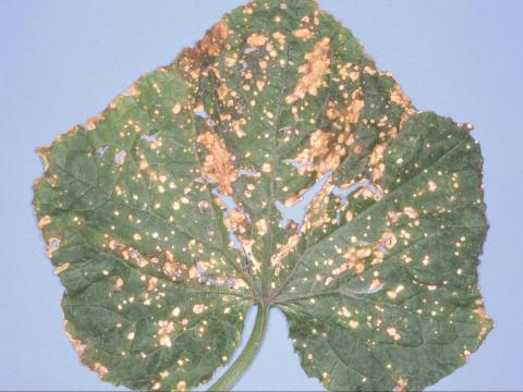 Concombre - Alternariose (Alternaria alternata)