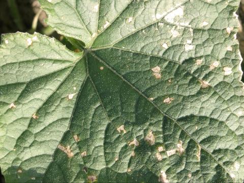 Concombre - Tache à Ulocladium (Ulocladium cucurbitae)