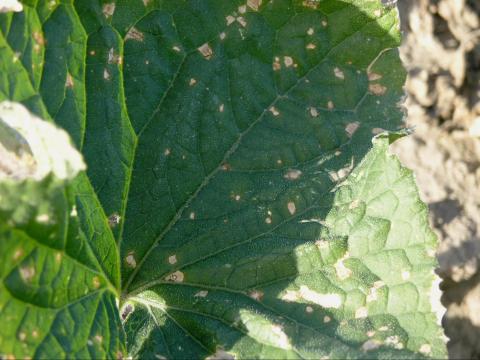 Concombre - Tache à Ulocladium (Ulocladium cucurbitae)