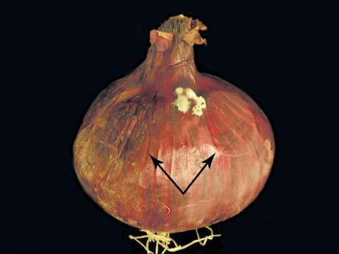 Oignon sec - Pourriture du col (Botrytis sp.)