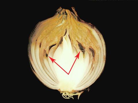 Oignon sec - Pourriture du col (Botrytis sp.)