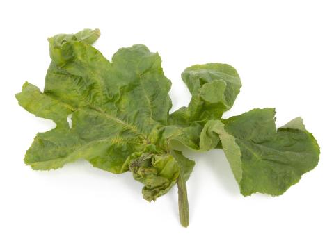 Courges - Virus de la tache annulaire de la papaye (PRSV)