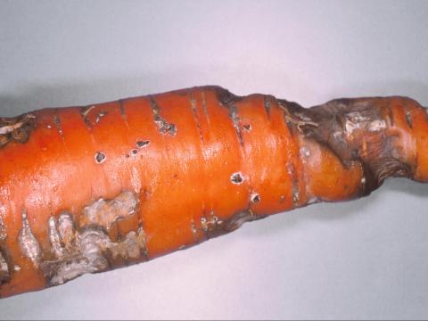 Carotte - Rhizoctone (Rhizoctonia carotae)