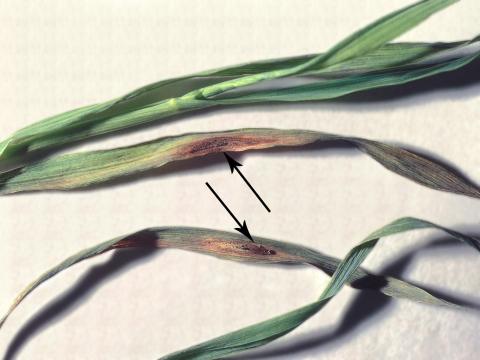 Avoine - Anthracnose (Colletotrichum graminicola)