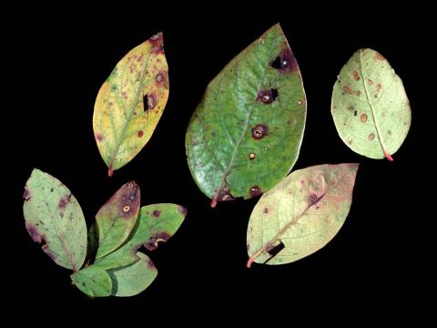 Bleuet en corymbe - Anthracnose (Gloeosporium minus)