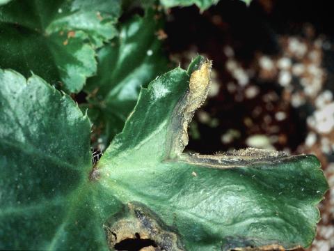 Bégonias - Moisissure grise (Botrytis cinerea)