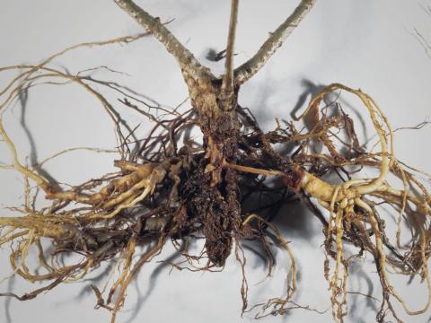 Hydrangées - Rhizoctone commun (Rhizoctonia solani)