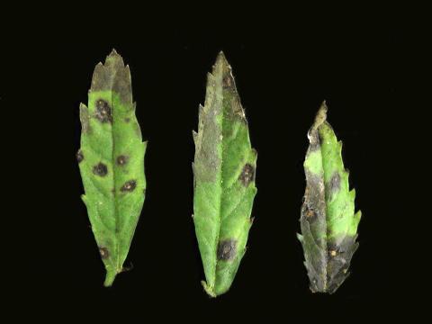 Oeillets d'Inde - Alternariose (Alternaria sp.)