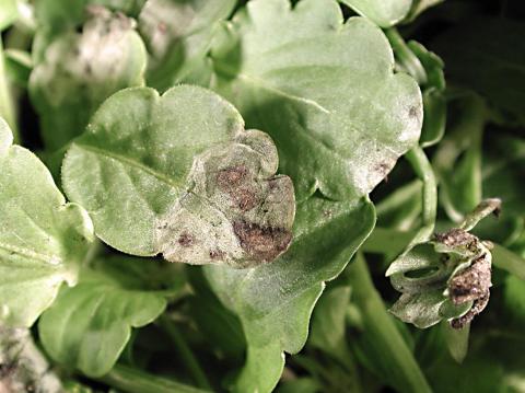 Pensées - Tache cercosporéenne (Cercospora violae)