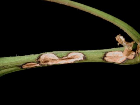 Vigne (raisin) - Anthracnose (Elsinoe ampelina)