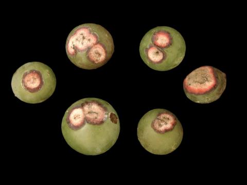 Vigne (raisin) - Anthracnose (Elsinoe ampelina)