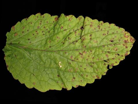 Digitales - Anthracnose (Colletotrichum fuscum)