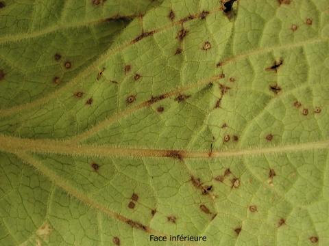 Digitales - Anthracnose (Colletotrichum fuscum)