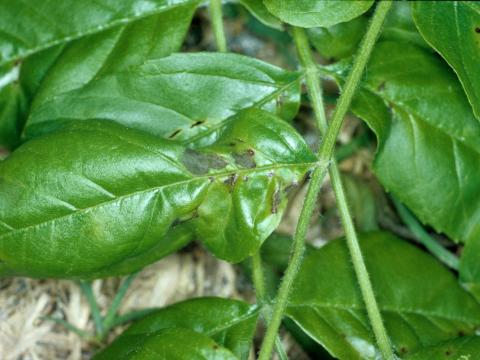 Frênes - Anthracnose (Plagiostoma fraxini)