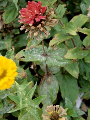 Zinnias - Blanc (Erysiphe cichoracearum)