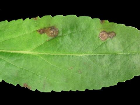 Véroniques - Rouille (Puccinia sp.)