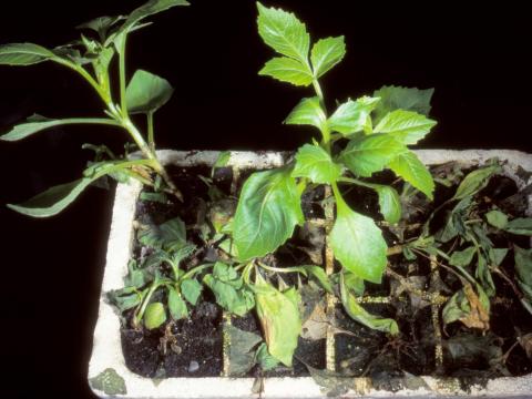 Dahlias - Rhizoctonia aérien (Rhizoctonia solani)