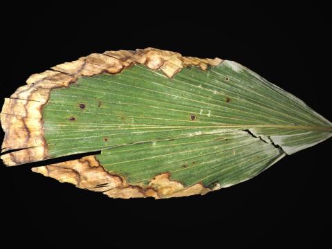 Iriartea - Anthracnose (Colletotrichum gloeosporioides)