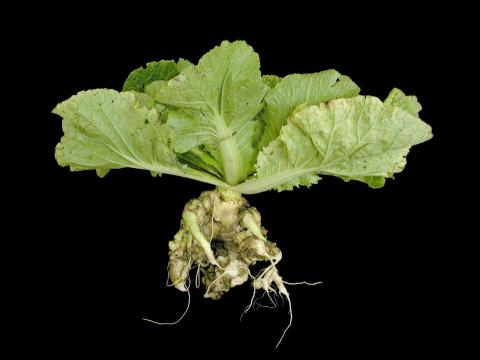 Chou chinois - Hernie des crucifères (Plasmodiophora brassicae)_1