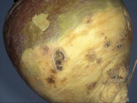 Rutabaga - Rhizoctone commun (Rhizoctonia solani)