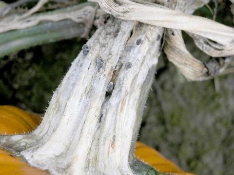 Citrouille - Pourriture sclérotique (Sclerotinia sclerotiorum)