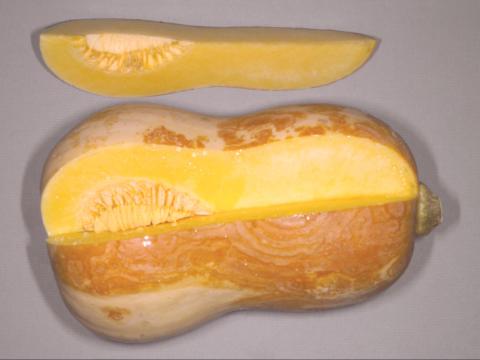 Courges - Chancre gommeux (Stagonosporopsis cucurbitacearum)