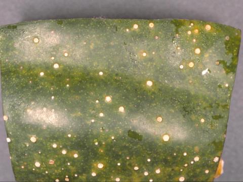 Courges - Tache septorienne (Septoria cucurbitacearum)