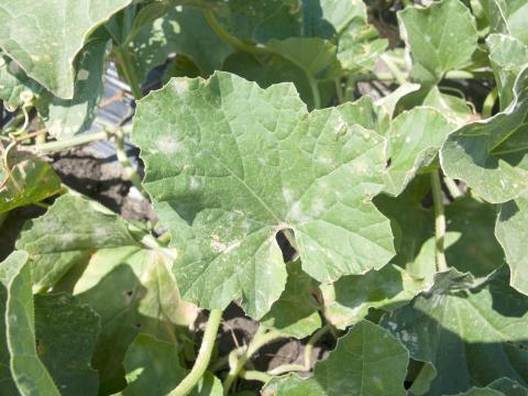 Melons - Blanc (Podosphaera xanthii)_1