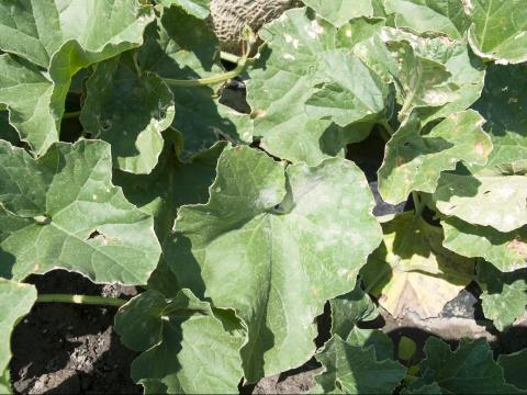 Melons - Blanc (Podosphaera xanthii)_2