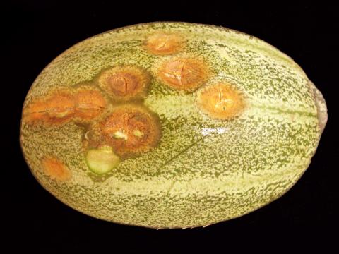 Melon d'eau - Anthracnose (Colletotrichum orbiculare)