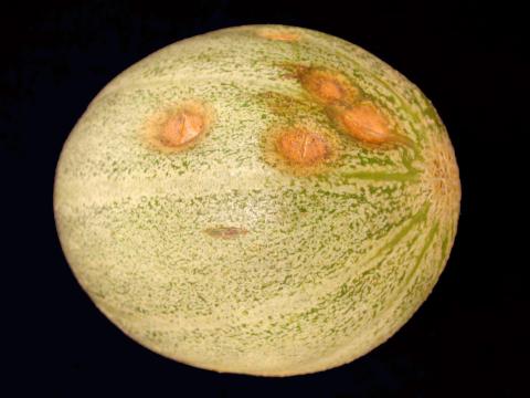 Melon d'eau - Anthracnose (Colletotrichum orbiculare)